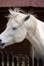 Connemara pony is a pony breed originating in Ireland. They are known for their athleticism, versatility and good disposition.