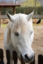 Connemara pony is a pony breed originating in Ireland. They are known for their athleticism, versatility and good disposition.