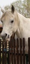 Connemara pony is a pony breed originating in Ireland. They are known for their athleticism, versatility and good disposition.