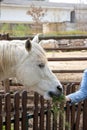 Connemara pony is a pony breed originating in Ireland. They are known for their athleticism, versatility and good disposition.