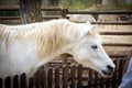 Connemara pony is a pony breed originating in Ireland. They are known for their athleticism, versatility and good disposition.