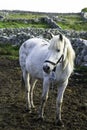 Connemara Pony in Ireland