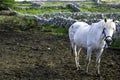Connemara Pony in Ireland
