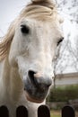 Connemara pony is a pony breed originating in Ireland. They are known for their athleticism, versatility and good disposition.