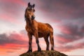 The Connemara pony standing on the hill at sunset Royalty Free Stock Photo