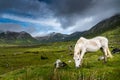 Connemara Pony Royalty Free Stock Photo