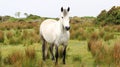 Connemara Pony Royalty Free Stock Photo