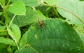 Conocephalus melaenus, known as the black-kneed conehead or black-kneed meadow katydid is a species of Tettigoniidae