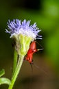 Conocephalus Melas tiny red Cricket Royalty Free Stock Photo