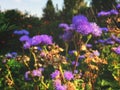 Conoclinium flower, the mistflowers, is a genus of four species of herbaceous perennial flowering plants, native to North America.