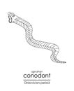 Conodont