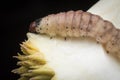 Close up shot of larva of durian fruit borer Royalty Free Stock Photo