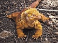 Conolophus subcristatus in relaxing mode, Galapagos island Ecuador