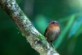 Conopophaga lineata (Rufous Gnateater)