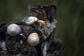 Conquering and overcoming obstacles, a group of snails.