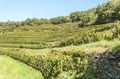 Conques vineyards Royalty Free Stock Photo