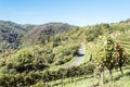 Conques vineyards Royalty Free Stock Photo