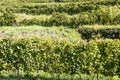 Conques vineyards Royalty Free Stock Photo