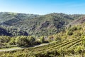 Conques vineyards Royalty Free Stock Photo