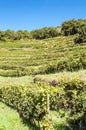 Conques vineyards Royalty Free Stock Photo