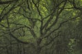Consall Valley. Vibrant green moody, ethereal UK forest woodland trees, and foliage