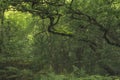 Consall Valley. Vibrant green moody, ethereal UK forest woodland trees, and foliage