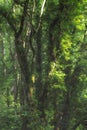 Consall Valley. Vibrant green moody, ethereal UK forest woodland trees, and foliage