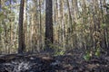 The consequences of a fire in the forest Royalty Free Stock Photo