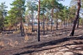 Consequences of grassroots wildfire in the pine forest Royalty Free Stock Photo