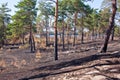 Consequences of grassroots wildfire in the pine forest