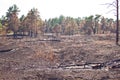 Consequences of grassroots wildfire in the pine forest Royalty Free Stock Photo