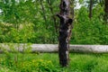 Consequences of a lightning strike into a tree. Landscape background with copy space for text Royalty Free Stock Photo