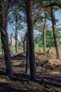 The consequences of a small forest fire. Burnt tree trunks and burnt cones with needles on the ground. Without people.