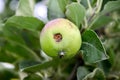 Consequences to ripening apple after hail storm Royalty Free Stock Photo