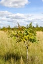 Conservation area where woodland is being regenerated by the planting of small new sapling trees Royalty Free Stock Photo