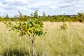 Conservation area where woodland is being regenerated by the planting of small new sapling trees Royalty Free Stock Photo