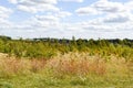 Conservation area where woodland is being regenerated by the planting of small new sapling trees Royalty Free Stock Photo