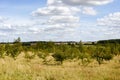 Conservation area where woodland is being regenerated by the planting of small new sapling trees Royalty Free Stock Photo