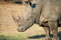 Conservation is key to the rhinos survival. a rhino in its natural habitat. Royalty Free Stock Photo