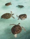 Conservation of marine turtles Royalty Free Stock Photo