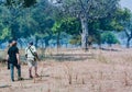 Conservation Officer and photographer sift African Wild Dogs in Zimbabwe, South Africa