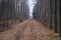 Conservation Walking Trail Autumn Trees And Leaves Royalty Free Stock Photo