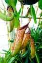 Conservatory of Flowers Plantlife