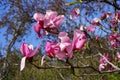 The Conservatory Garden Royalty Free Stock Photo