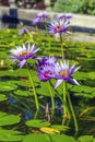 Conservatory Garden in summer with lotus flower Royalty Free Stock Photo