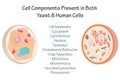 conserved yeast & human organelles