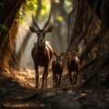 conserving the natural forest habitat of saolas