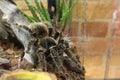 Brazilian salmon pink bird-eating tarantula Lasiodora parahybana. Royalty Free Stock Photo