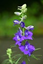 Consolida ajacis flowering plant. Beautiful flowers.