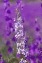 Consolida ajacis white flowers Royalty Free Stock Photo